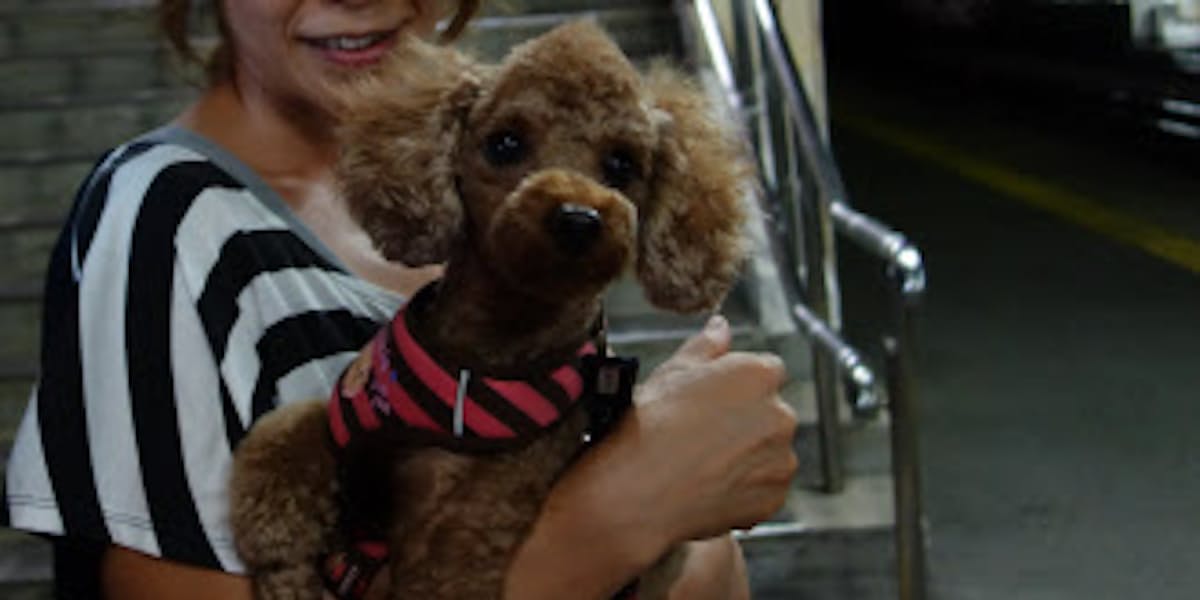 飼い主の悩みネットが解決 ペットsnsなど活況 日本経済新聞