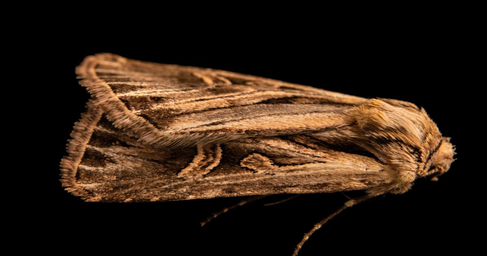 幻の蛾の撮影成功 130年間 忘れさられた生きた姿 Nikkei Style 幻の蛾の撮影成功 130年間 忘れさられた生きた姿 Nikkei Style
