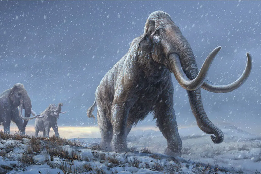 史上最古のdnaを解読 マンモス進化の定説が変わる Nikkei Style 史上最古のdnaを解読 マンモス進化の定説が変わる Nikkei Style