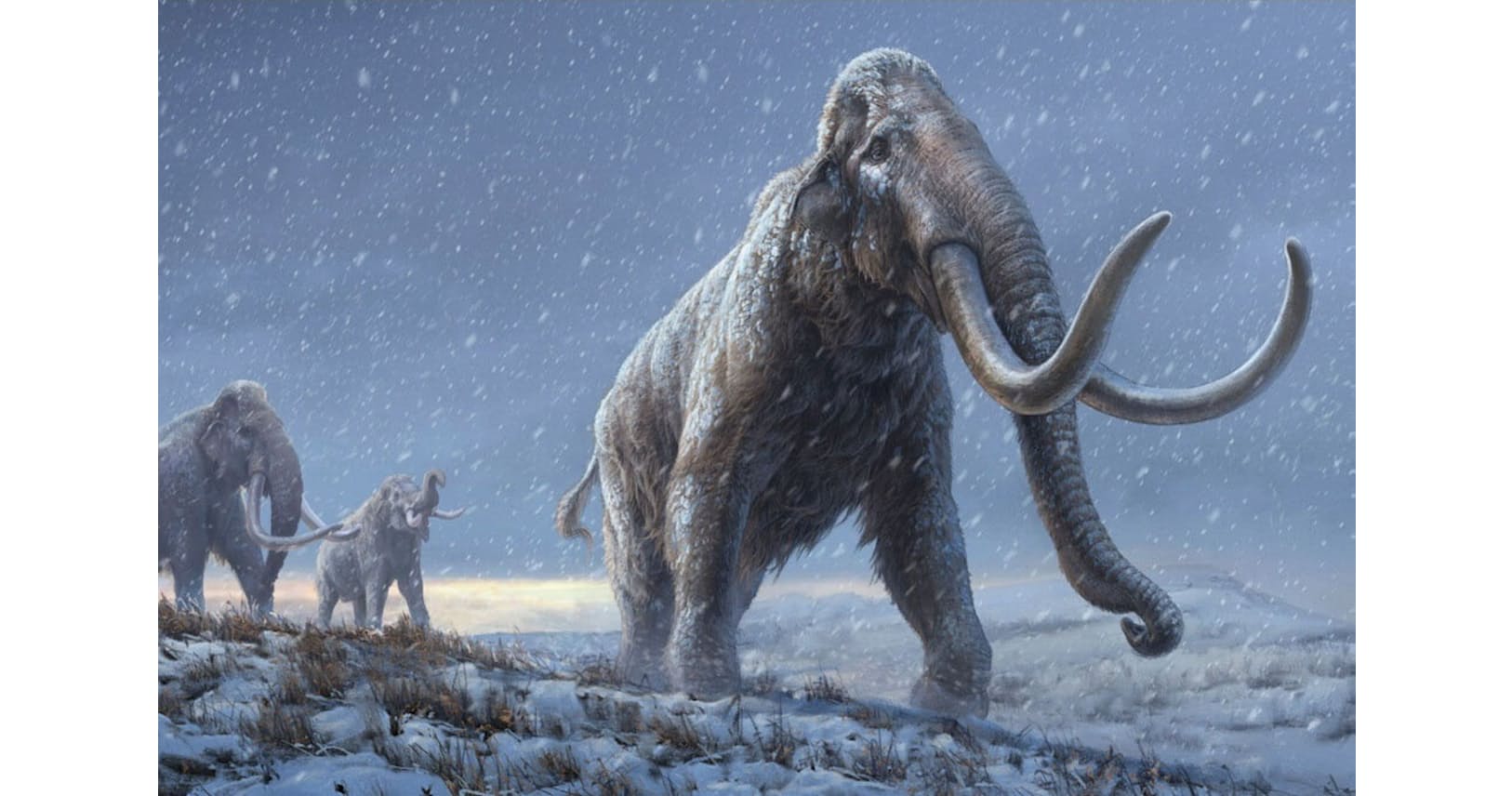 史上最古のdnaを解読 マンモス進化の定説が変わる Nikkei Style 史上最古のdnaを解読 マンモス進化の定説が変わる Nikkei Style