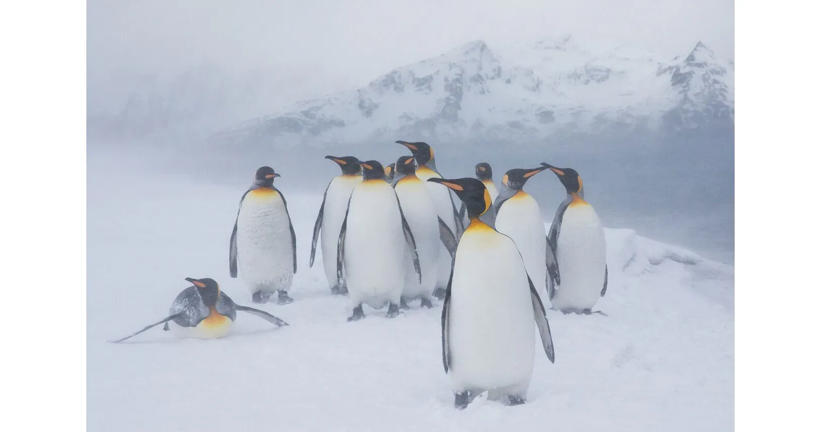 黄色いペンギン 体色なぜ変化 12万羽に1羽だけ Nikkei Style 黄色いペンギン 体色なぜ変化 12万羽に1羽だけ Nikkei Style