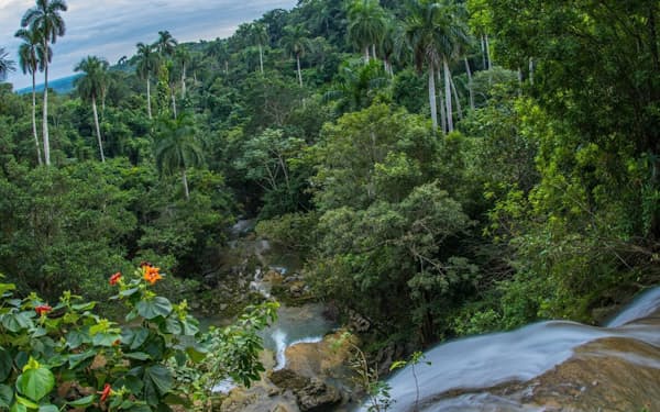 絶滅の危機にあるダイオウヤシの森に滝が流れ落ちる。キューバ、アルテミサ州のソロアで撮影（PETER R. HOULIHAN, NATIONAL GEOGRAPHIC IMAGE COLLECTION）