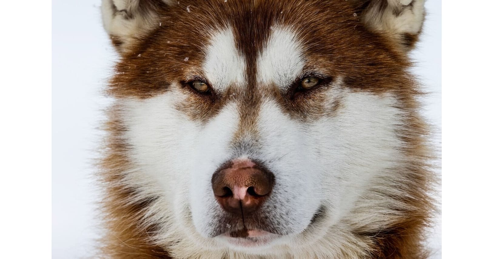 北米最古の犬の骨が見つかる 人類の旅路を示唆 Nikkei Style 北米最古の犬の骨が見つかる 人類の旅路を示唆 Nikkei Style