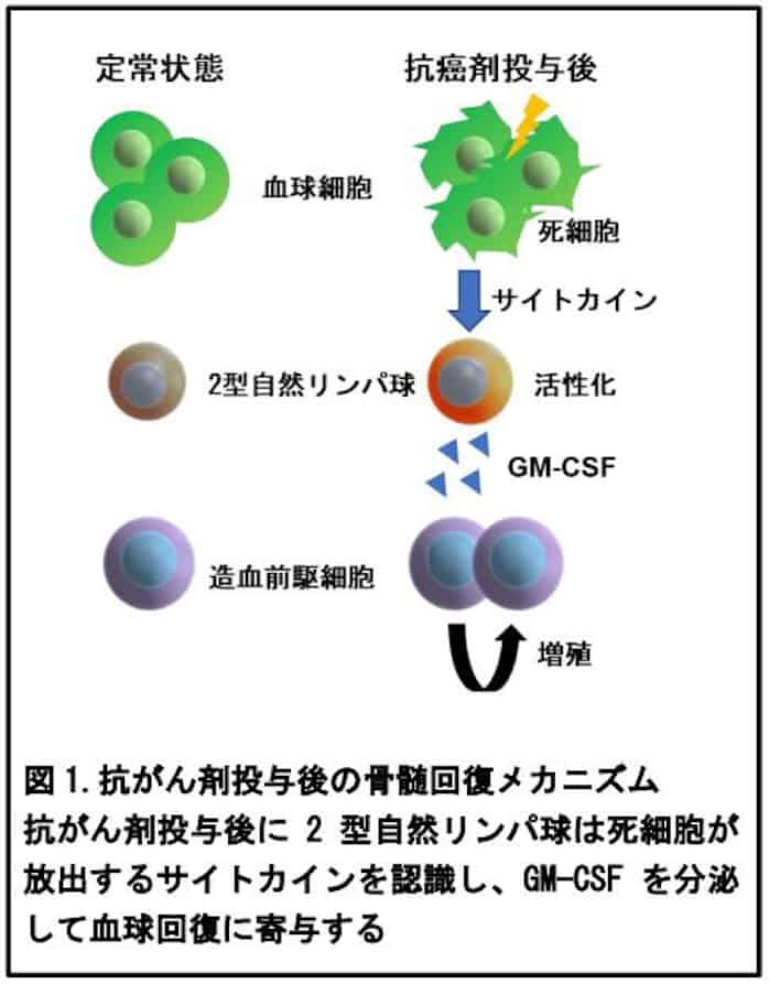 顆粒球コロニー刺激因子 Granulocyte Colony Stimulating Factor Japaneseclass Jp 顆粒球コロニー刺激因子 Granulocyte Colony Stimulating Factor Japaneseclass Jp