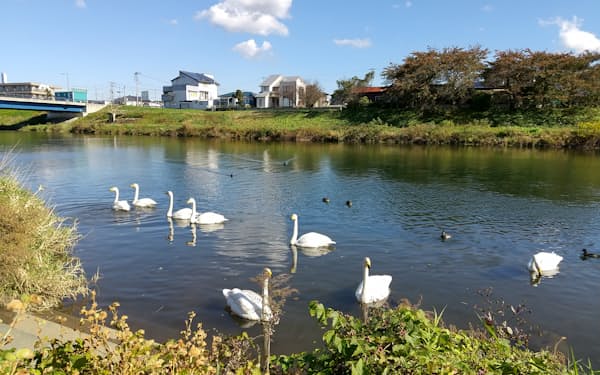 冬になると田沢廉さんの故郷を流れる新井田川に白鳥が飛来する（2020年10月、青森県八戸市）=上田亮子さん撮影