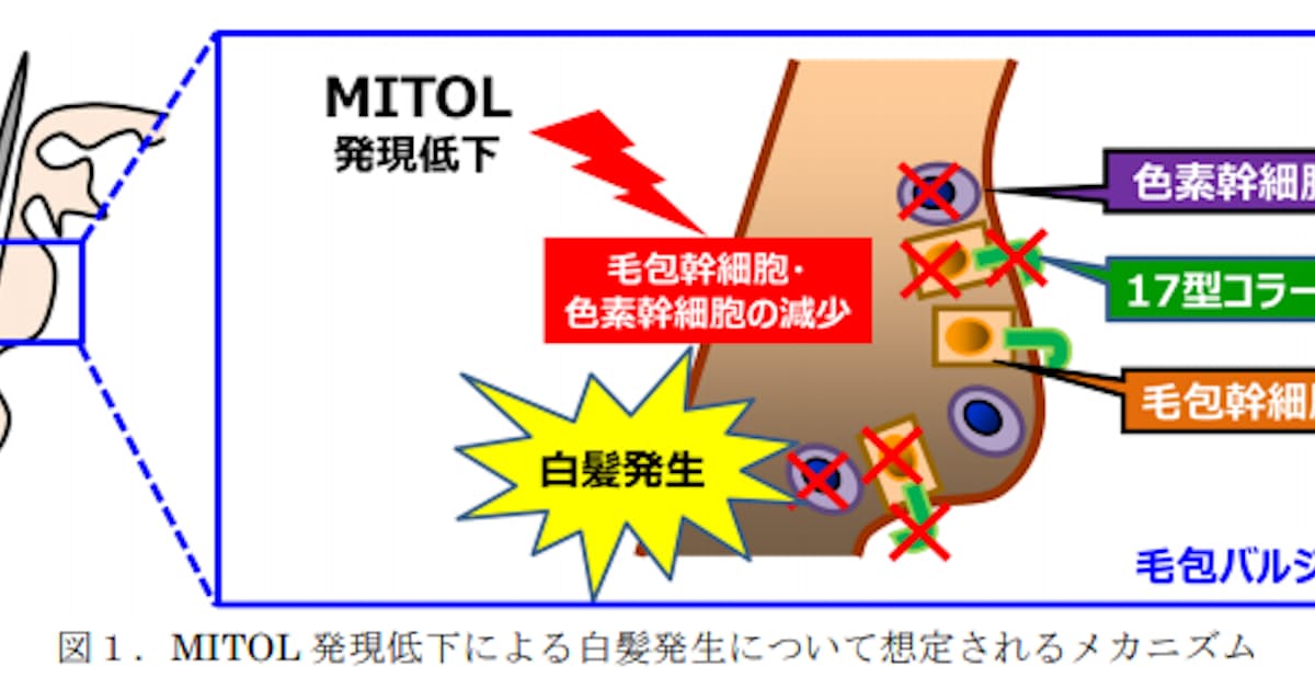 大正製薬 牡丹由来エキスに毛包のミトコンドリア機能を高める作用を発見 日本経済新聞