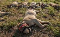 麻酔銃で眠らされ、南アフリカからモザンビークの保護区に再導入されるライオンたち。一方で家畜を食べるライオンの場合、生息場所を変えるやり方は良い結果につながらないことが最新の研究で明らかになった（PHOTOGRAPH BY AMI VITALE）