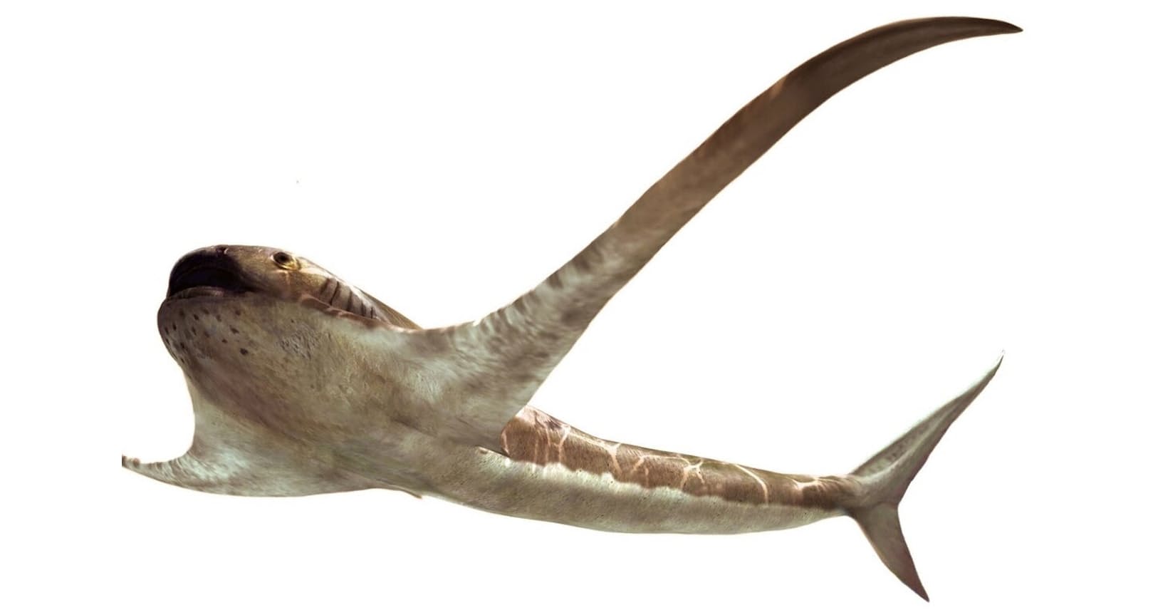 そもそも化石はサメなのか 飛ぶように海を泳いだ 翼のようなひれ持つ古代サメ Nikkei Style そもそも化石はサメなのか 飛ぶように海を泳いだ 翼のようなひれ持つ古代サメ Nikkei Style