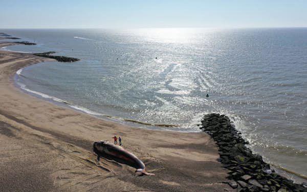 2020年5月30日、英国イングランド東海岸の町ホーランド・オン・シーの砂浜に打ちあがったナガスクジラ。クジラの座礁や漂着は世界的な現象だが、北海の浅い海岸でとりわけ多くみられる（PHOTOGRAPH BY ROB DEAVILLE, CSIP-ZSL）