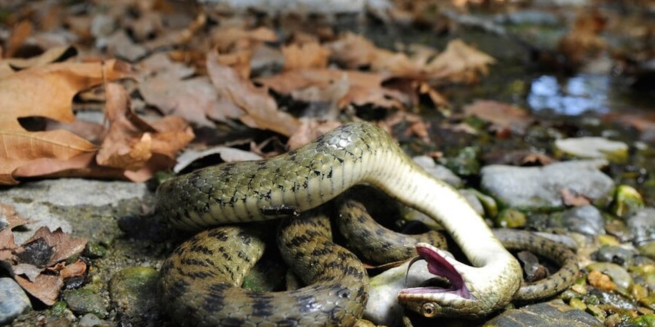 交尾のために死んだふりをするクモ 動物の死んだふり 目的は 敵から逃れる だけ Nikkei Style