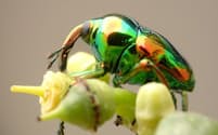 ユーリヌス・マグニフィクス/Eurhinus magnificus（コウチュウ目:ゾウムシ科:ヒメゾウムシ亜科）
20万種いるとされるゾウムシの中でも虹色に輝くゾウムシは、そういないだろう。幼虫はブドウ科の植物のツルに紡錘形の虫こぶを造る。学名のマグニフィクスは「壮麗な美しさ、とびきり上等な」という意味。この「とびきり上等な」ゾウムシの幼虫は大切に虫こぶに包まれて育つ（体長:5mm　撮影地:サン・ホセ、コスタリカ）