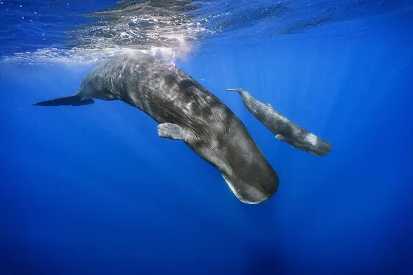 実際にクジラが好んで食べるのは クジラが人をまるのみ 奇跡の生還者が語る口の中 Nikkei Style 実際にクジラが好んで食べるのは クジラが人をまるのみ 奇跡の生還者が語る口の中 Nikkei Style