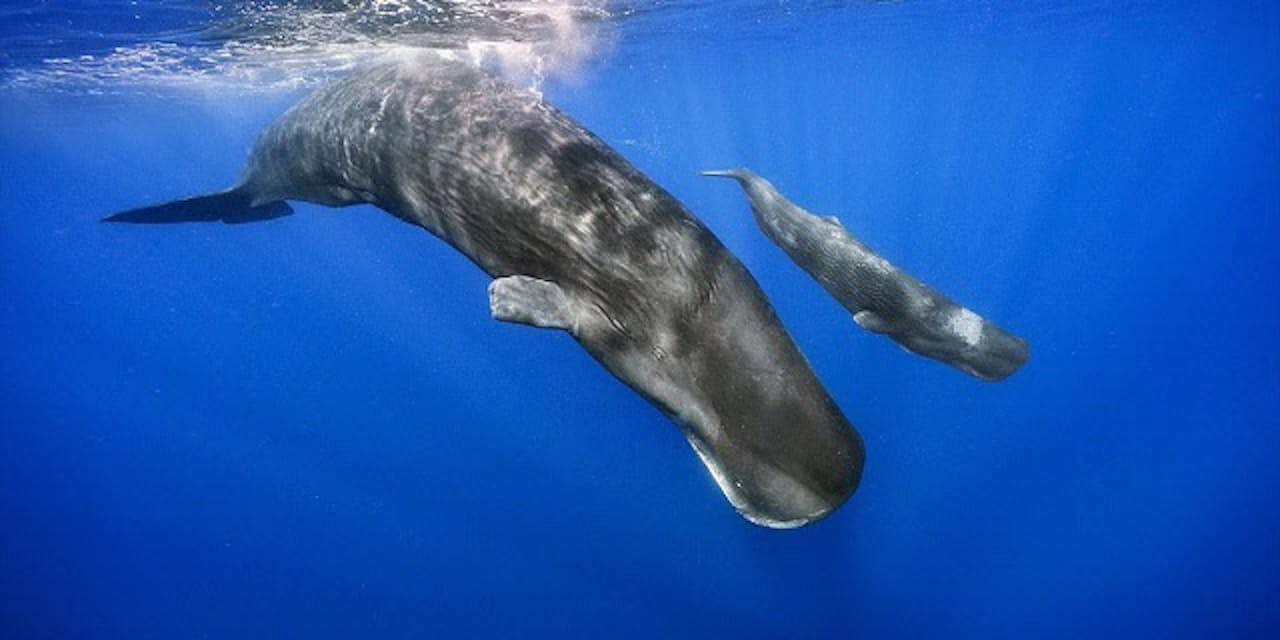 クジラの言葉 解読に挑戦 人の思い込みはaiで排除 Nikkei Style クジラの言葉 解読に挑戦 人の思い込みはaiで排除 Nikkei Style