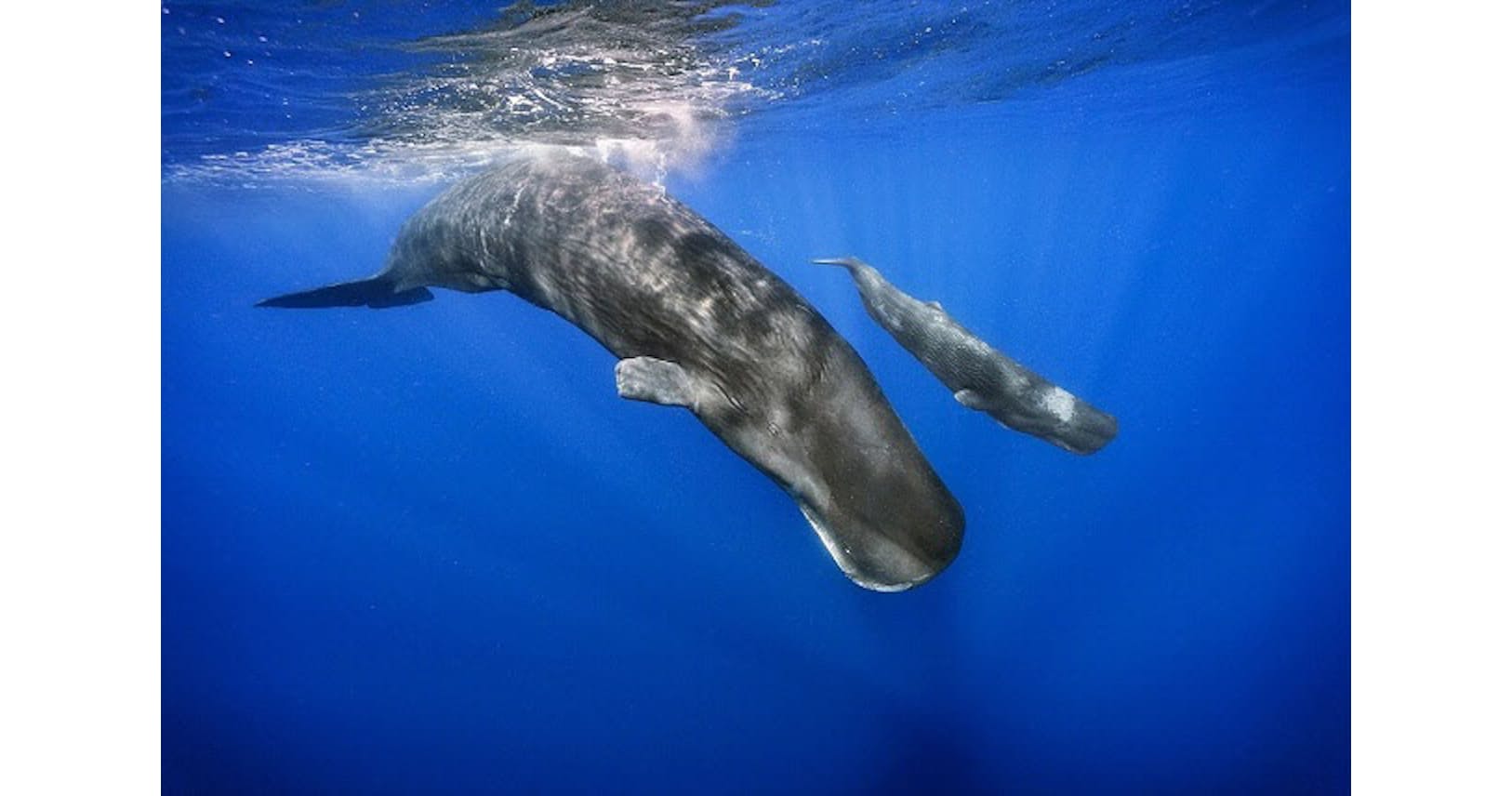 クジラの言葉 解読に挑戦 人の思い込みはaiで排除 Nikkei Style クジラの言葉 解読に挑戦 人の思い込みはaiで排除 Nikkei Style