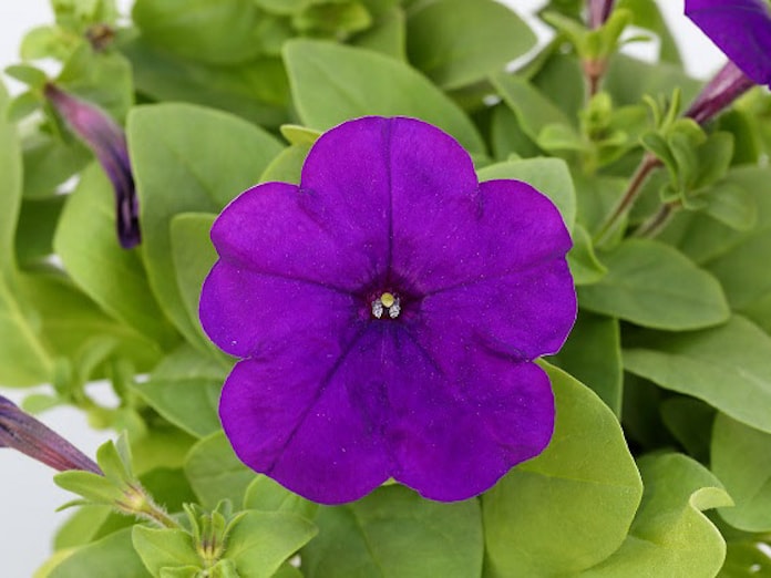 サカタのタネ 実生系ペチュニア バカラ Iq シリーズに濃い青紫色の バカラ Iq ブルー を追加 日本経済新聞 サカタのタネ 実生系ペチュニア バカラ Iq シリーズに濃い青紫色の バカラ Iq ブルー を追加 日本経済新聞