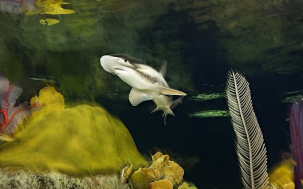 今回の研究の対象となったウチワシュモクザメ。米マサチューセッツ州ボストンのニューイングランド水族館で撮影（PHOTOGRAPH BY BRIAN SKERRY）