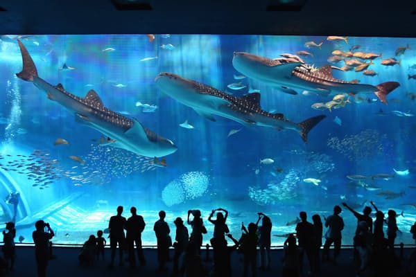 銀色の体で立ち泳ぎ 水族館の人気者タチウオ Nikkei Style 銀色の体で立ち泳ぎ 水族館の人気者タチウオ Nikkei Style