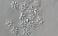 写真1 K.septempunctata胞子（提供:国立感染症研究所寄生動物部主任研究官の八木田健司氏）
