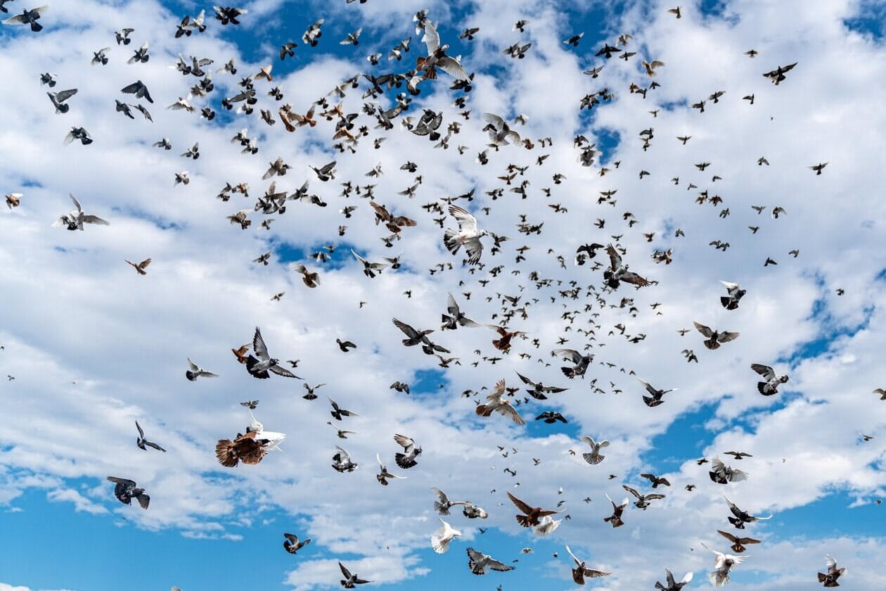 ツバメは4位で11億羽 野生の鳥の数 世界ランキング ツバメは4位で11億羽 野生の鳥の数 世界ランキング