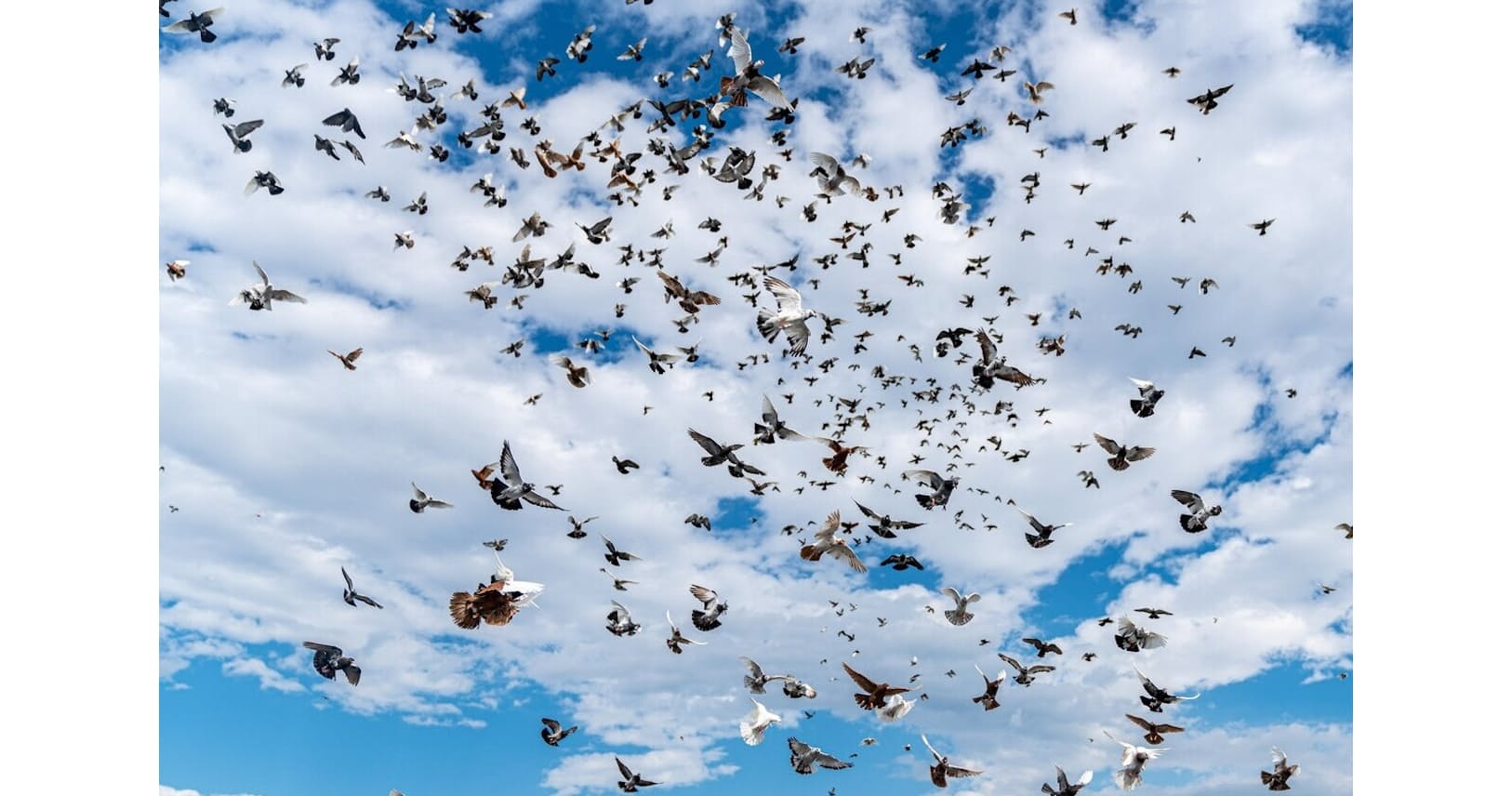 ツバメは4位で11億羽 野生の鳥の数 世界ランキング Nikkei Style ツバメは4位で11億羽 野生の鳥の数 世界ランキング Nikkei Style