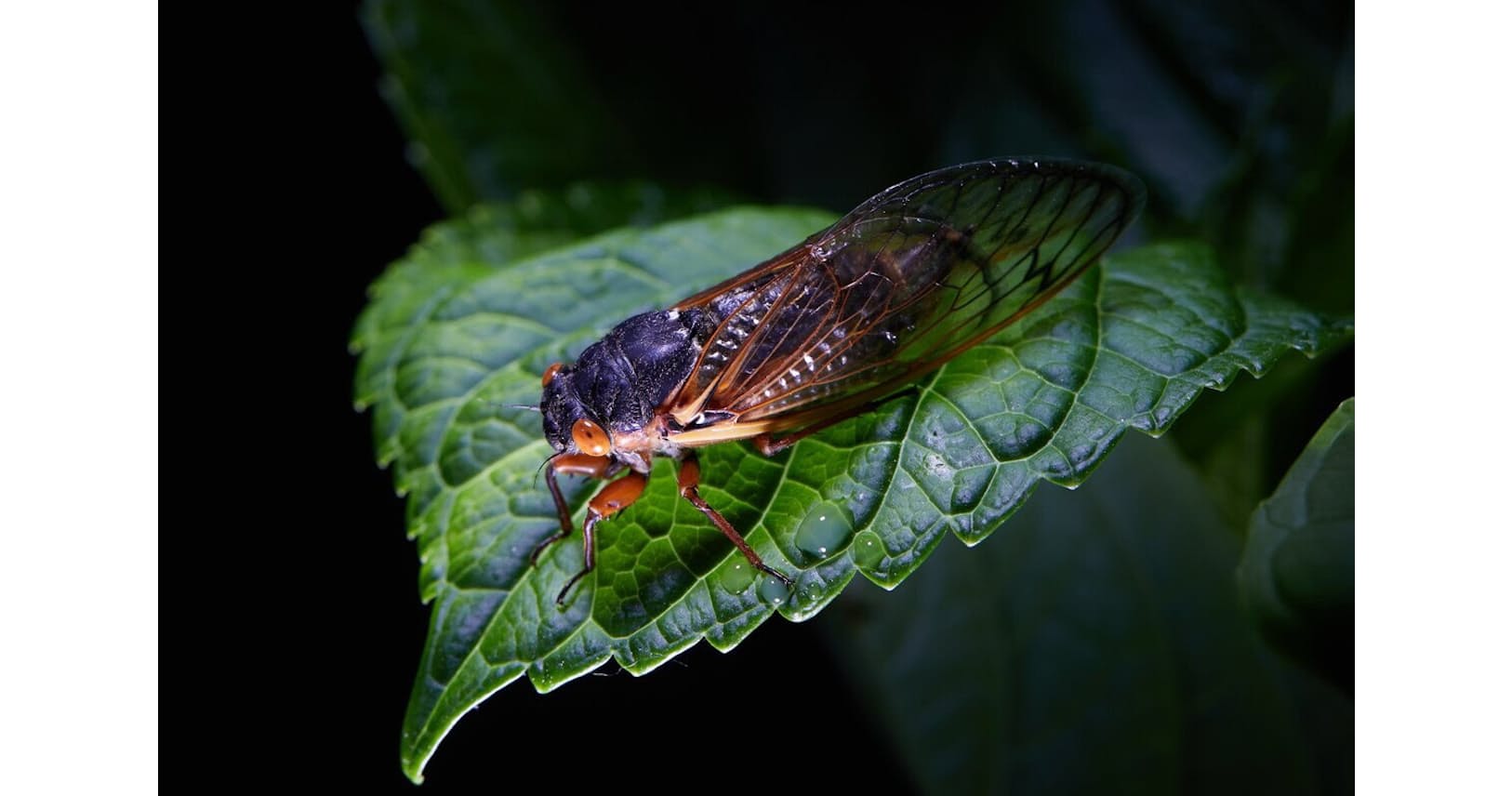 17年周期ゼミ大発生 食べる 遊ぶ 動物の意外な反応 Nikkei Style 17年周期ゼミ大発生 食べる 遊ぶ 動物の意外な反応 Nikkei Style
