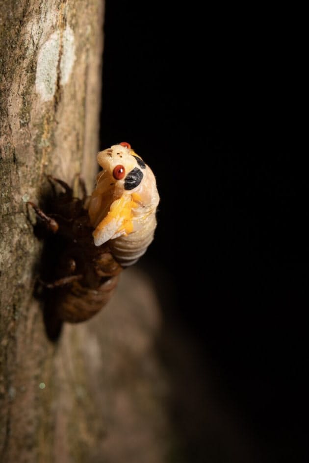 園内の動物たちの様子 17年周期ゼミ大発生 食べる 遊ぶ 動物の意外な反応 Nikkei Style 園内の動物たちの様子 17年周期ゼミ大発生 食べる 遊ぶ 動物の意外な反応 Nikkei Style