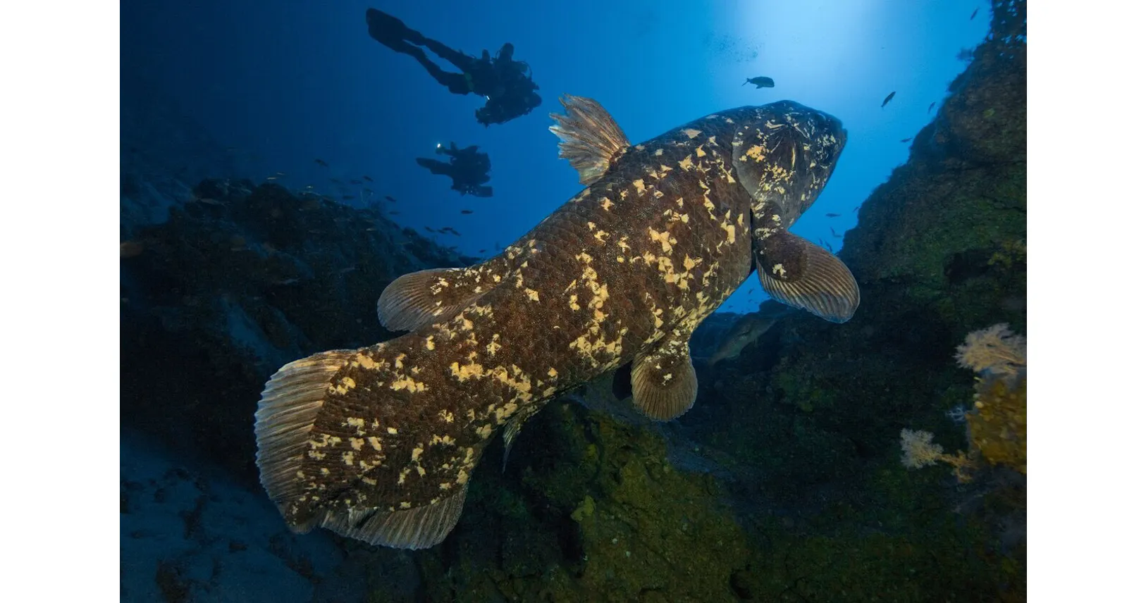 スローライフなシーラカンス 55年で成魚 妊娠5年間 Nikkei Style スローライフなシーラカンス 55年で成魚 妊娠5年間 Nikkei Style