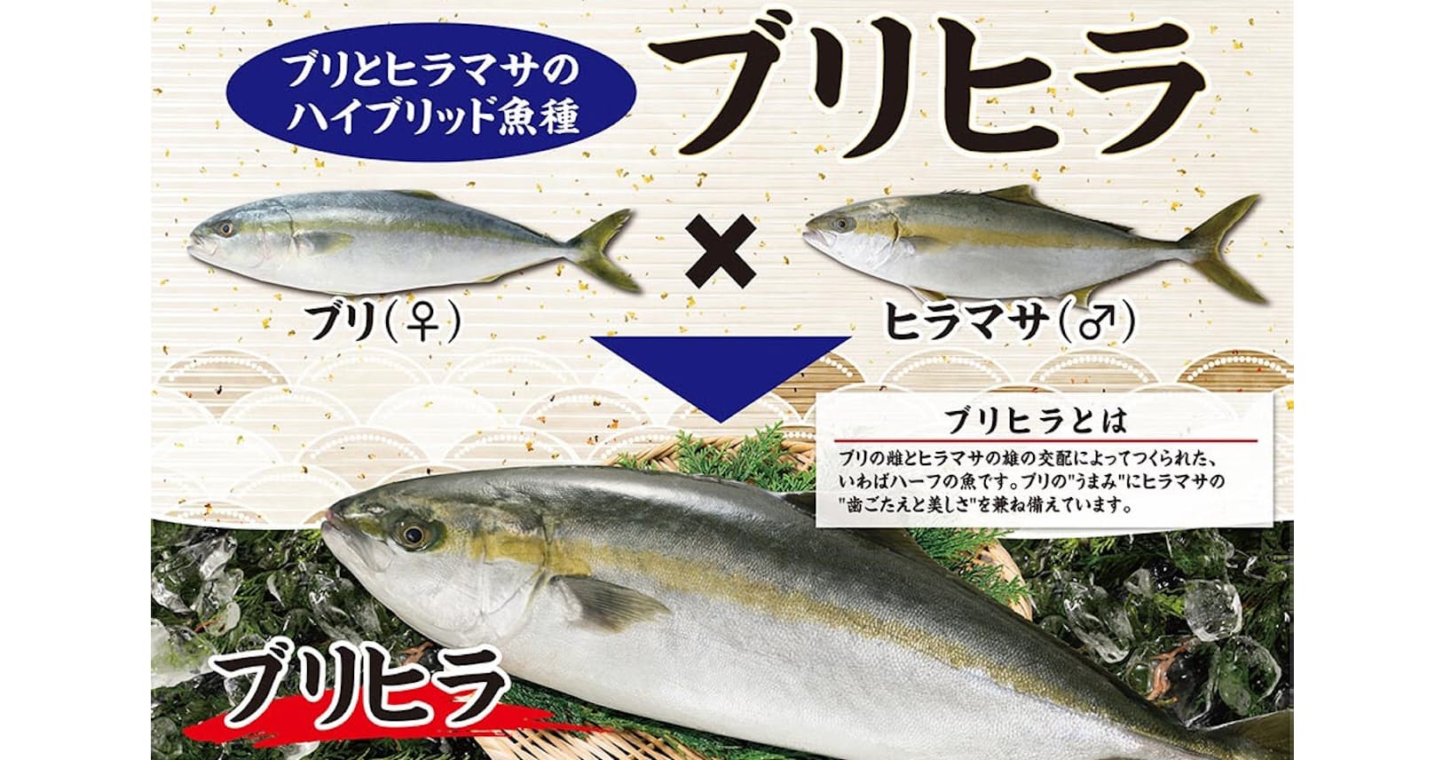 ベイシア ブリヒラ 販売 近大が開発ブリ ヒラマサ Nikkei Style ベイシア ブリヒラ 販売 近大が開発ブリ ヒラマサ Nikkei Style