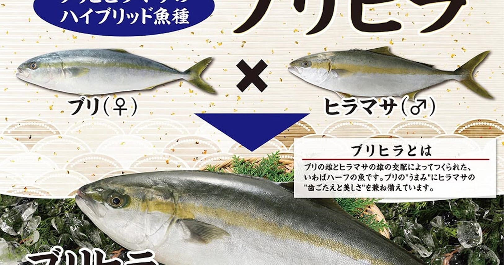 ベイシア ブリヒラ 販売 近大が開発ブリ ヒラマサ Nikkei Style ベイシア ブリヒラ 販売 近大が開発ブリ ヒラマサ Nikkei Style