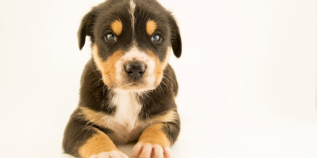 災害時に活躍する救助犬の秘密 ゲーム要素もカギ Nikkei Style 災害時に活躍する救助犬の秘密 ゲーム要素もカギ Nikkei Style