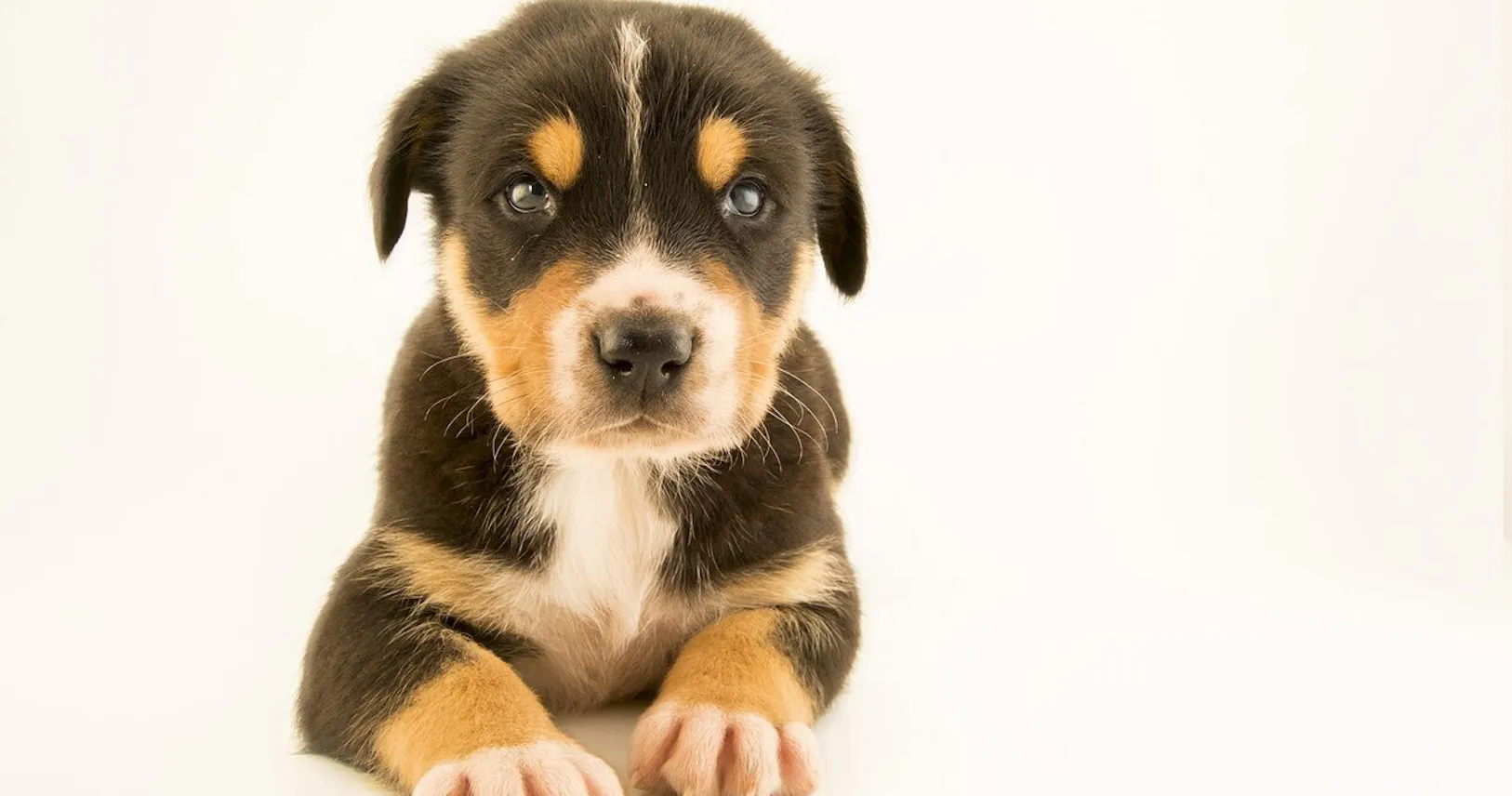 災害時に活躍する救助犬の秘密 ゲーム要素もカギ Nikkei Style