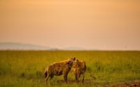 ケニアのマサイマラ国立保護区で母親の口元をなめるブチハイエナの子（PHOTOGRAPH BY SHANNON WILD, NAT GEO IMAGE COLLECTION）