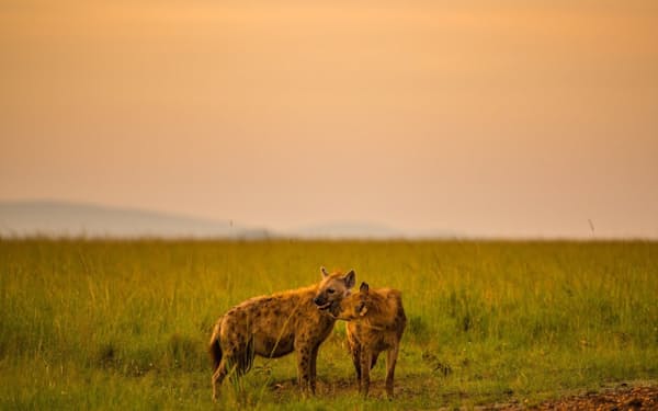 ケニアのマサイマラ国立保護区で母親の口元をなめるブチハイエナの子（PHOTOGRAPH BY SHANNON WILD, NAT GEO IMAGE COLLECTION）