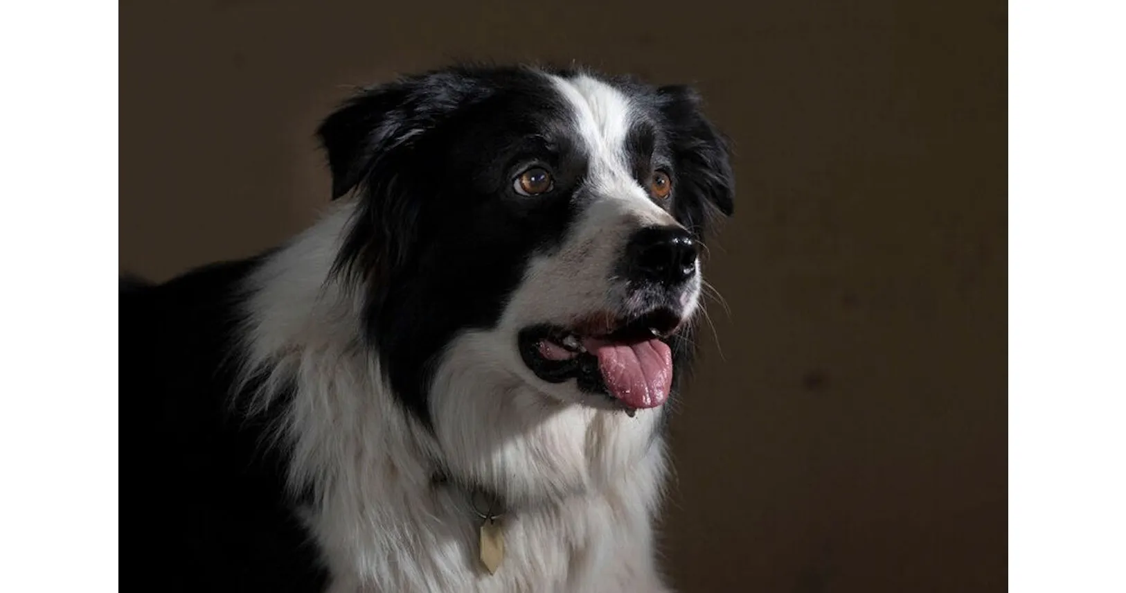 優秀の定義 複数の名を覚える天才犬 うちの子 とどこが違う Nikkei Style 優秀の定義 複数の名を覚える天才犬 うちの子 とどこが違う Nikkei Style