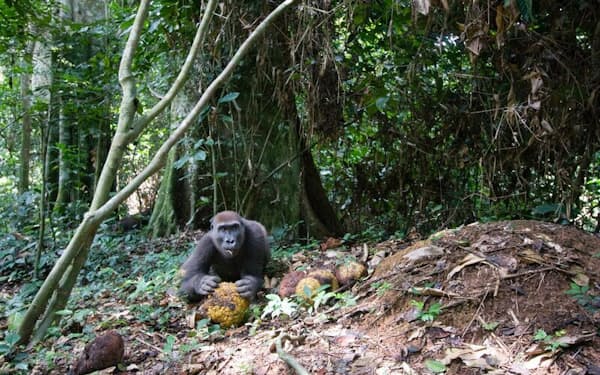 50台のマイクで、コンゴのヌアバレ・ンドキ国立公園の音を録音する。そこには、ゴリラが胸をたたく音、チンパンジーやゾウの声、そして密猟者の銃声が記録されている（PHOTOGRAPH BY IAN NICHOLS, NAT GEO IMAGE COLLECTION）