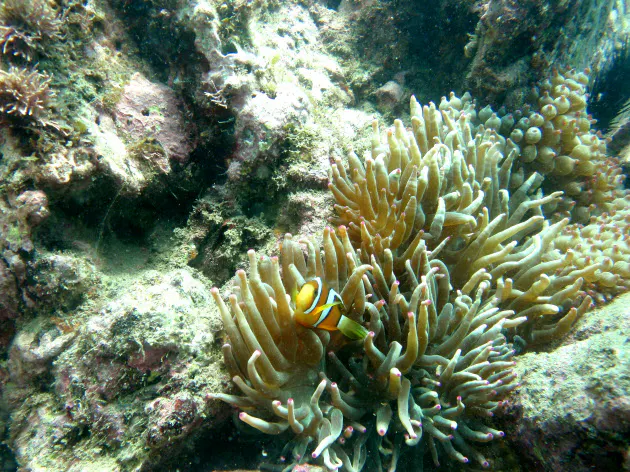 地球温暖化の影響 千葉の海でクマノミやサンゴ Nikkei Style 地球温暖化の影響 千葉の海でクマノミやサンゴ Nikkei Style