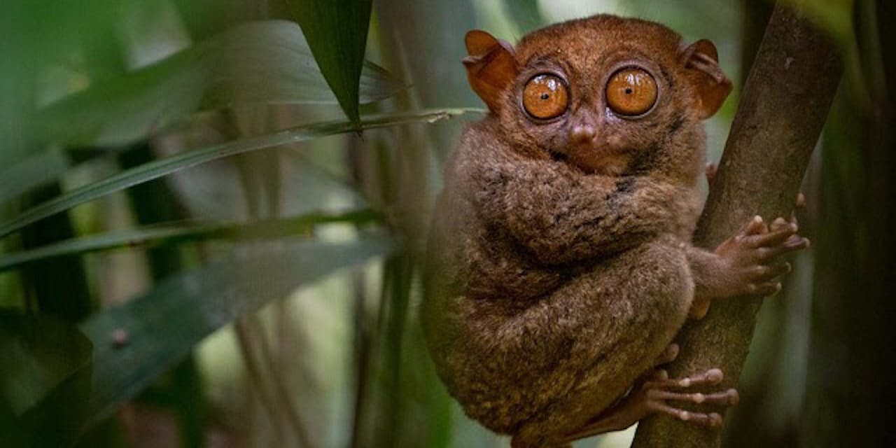 ミニ水牛 サル食うワシ 希少固有種の宝庫フィリピン Nikkei Style ミニ水牛 サル食うワシ 希少固有種の宝庫フィリピン Nikkei Style