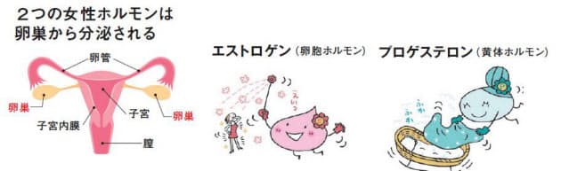 なぜ乱れる 知っておきたい 女性ホルモン の基本 Nikkei Style なぜ乱れる 知っておきたい 女性ホルモン の基本 Nikkei Style