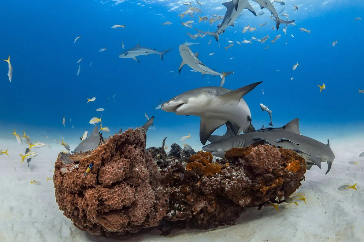 孤高でなかったサメ 友情を育み社交的 研究で判明 Nikkei Style 孤高でなかったサメ 友情を育み社交的 研究で判明 Nikkei Style
