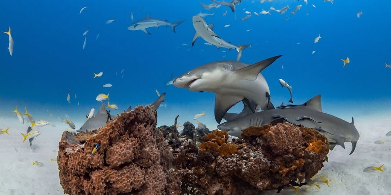 孤高でなかったサメ 友情を育み社交的 研究で判明 Nikkei Style 孤高でなかったサメ 友情を育み社交的 研究で判明 Nikkei Style