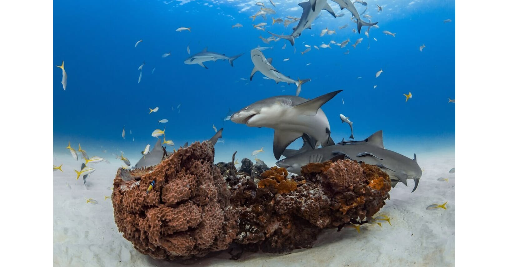 孤高でなかったサメ 友情を育み社交的 研究で判明 Nikkei Style 孤高でなかったサメ 友情を育み社交的 研究で判明 Nikkei Style
