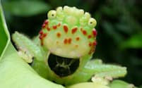 リロメトプム・コロナトゥム/Pitbull katydid（Lirometopum coronatum）（バッタ目:キリギリス科）、オス。中米の低地の熱帯雨林のジャングルに生息し、大きな黒いアゴで、主に植物の実やタネをバリバリと食べる（口の大きさ:5mm、顔の幅1 cm　撮影地:バルビージャ国立公園、コスタリカ）