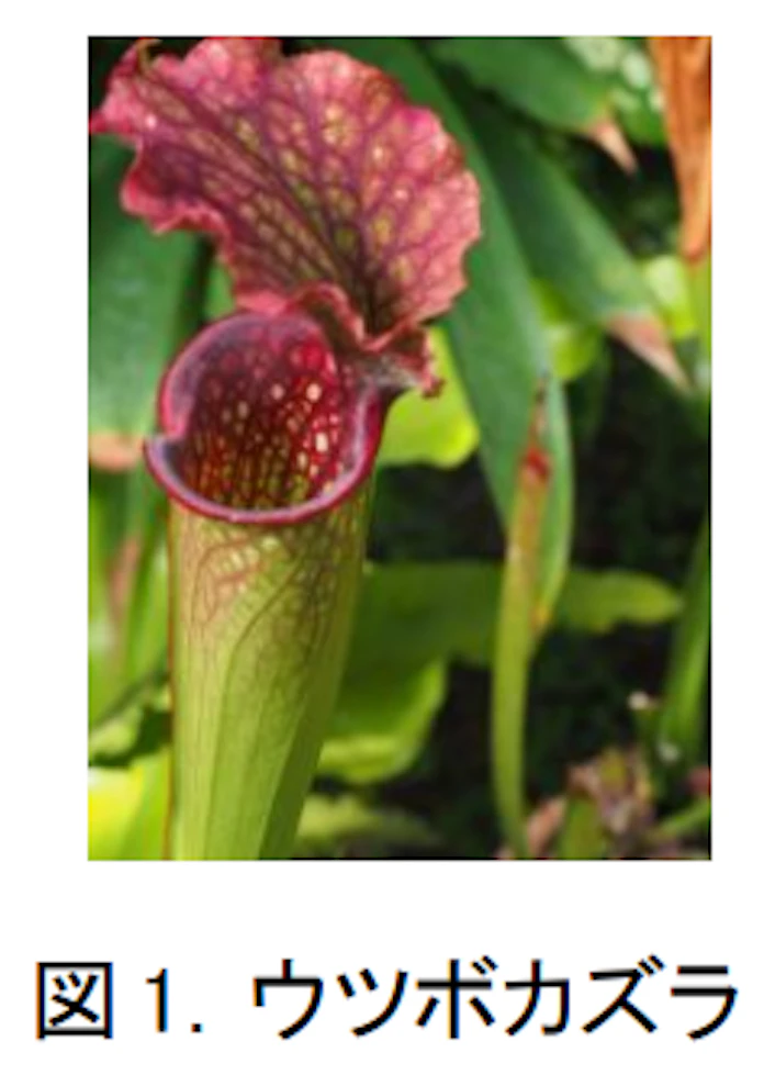 花王 塗布するだけで付着せずにすべり落ちる表面を作り出すコーティング剤の技術を開発 日本経済新聞 花王 塗布するだけで付着せずにすべり落ちる表面を作り出すコーティング剤の技術を開発 日本経済新聞