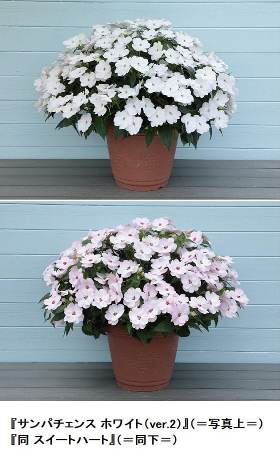 サカタのタネ サンパチェンス ホワイト Ver 2 スイートハート を限定発売 日本経済新聞 サカタのタネ サンパチェンス ホワイト Ver 2 スイートハート を限定発売 日本経済新聞