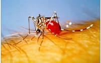 デング熱やチクングニア熱、黄熱を媒介するのはヤブ蚊とされる　Photo:米国疾病管理予防センター（Centers for Disease Control and Prevention:CDC）