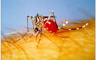 デング熱やチクングニア熱、黄熱を媒介するのはヤブ蚊とされる　Photo:米国疾病管理予防センター（Centers for Disease Control and Prevention:CDC）