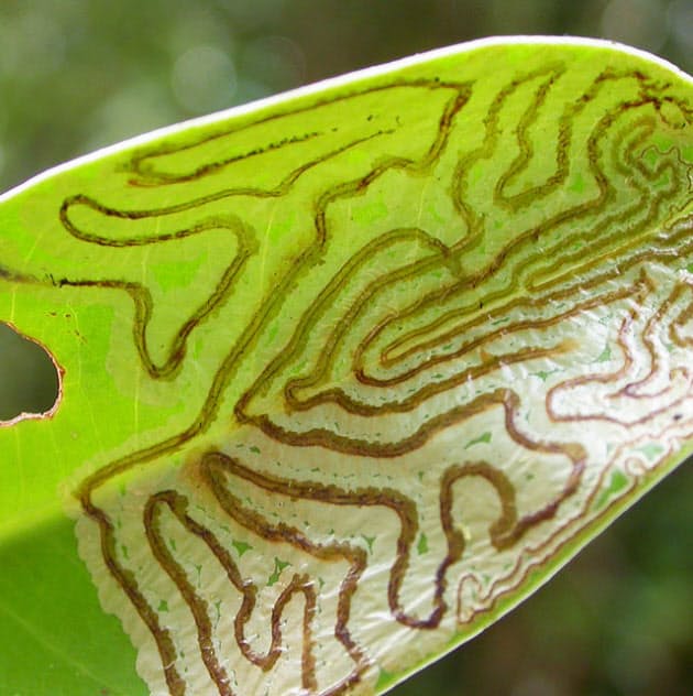 その名も 絵かき虫 草ボウボウの庭に潜む芸術家 Nikkei Style その名も 絵かき虫 草ボウボウの庭に潜む芸術家 Nikkei Style
