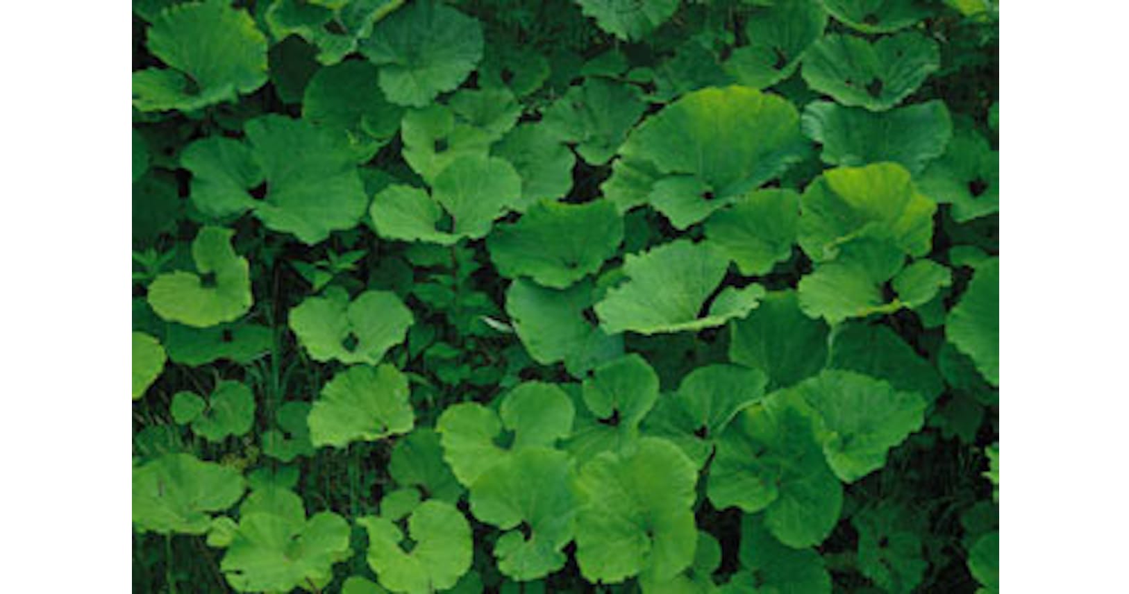 退職後の健康保険 どうすればおトク Nikkei Style