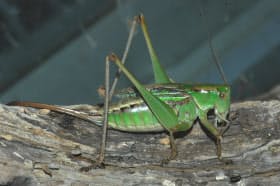 コオロギは昔キリギリスだった 虫の呼び名の謎 日本経済新聞 コオロギは昔キリギリスだった 虫の呼び名の謎 日本経済新聞