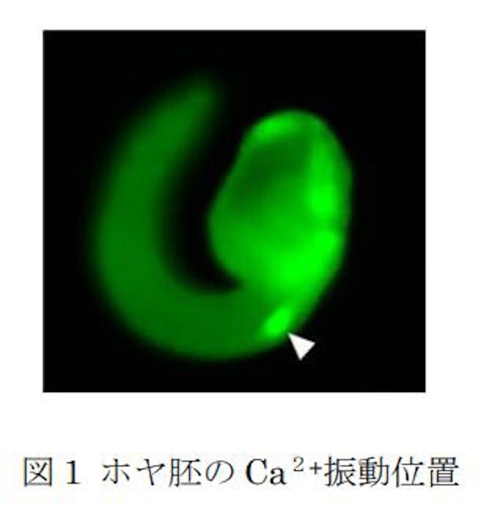 慶大 甲南大 筑波大 ホヤの発生初期のリズミカルな自発運動はわずか1対の運動神経細胞により制御されることを解明 日本経済新聞 慶大 甲南大 筑波大 ホヤの発生初期のリズミカルな自発運動はわずか1対の運動神経細胞により制御されることを解明 日本経済新聞